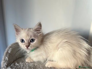 Ragdoll cats Gorgeous Tica ragdoll kittens - Advert 3