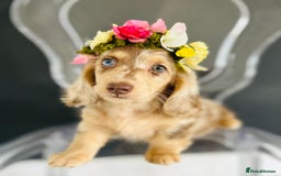 Miniature Dachshund dogs for stud: Dapple Piebald Stud 💫 carrying  cream   in Epsom - Image 29