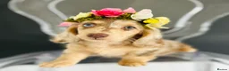 Miniature Dachshund dogs for stud: Dapple Piebald Stud 💫  - Advert 29