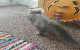 Ragcoon cats for sale: Maine coon X Ragdoll kitten - Image 6
