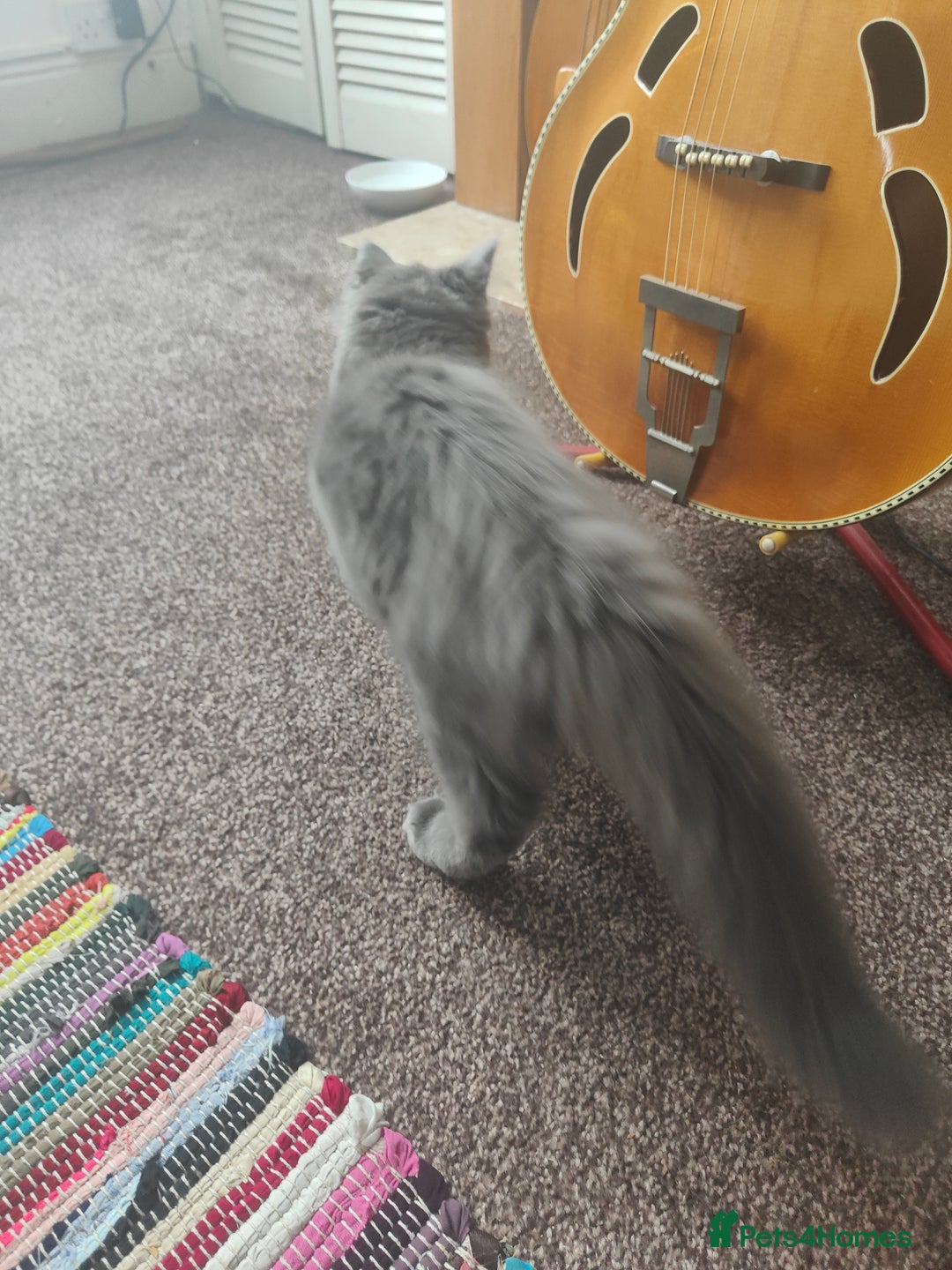 Ragcoon cats for sale: Maine coon X Ragdoll kitten - Image 6