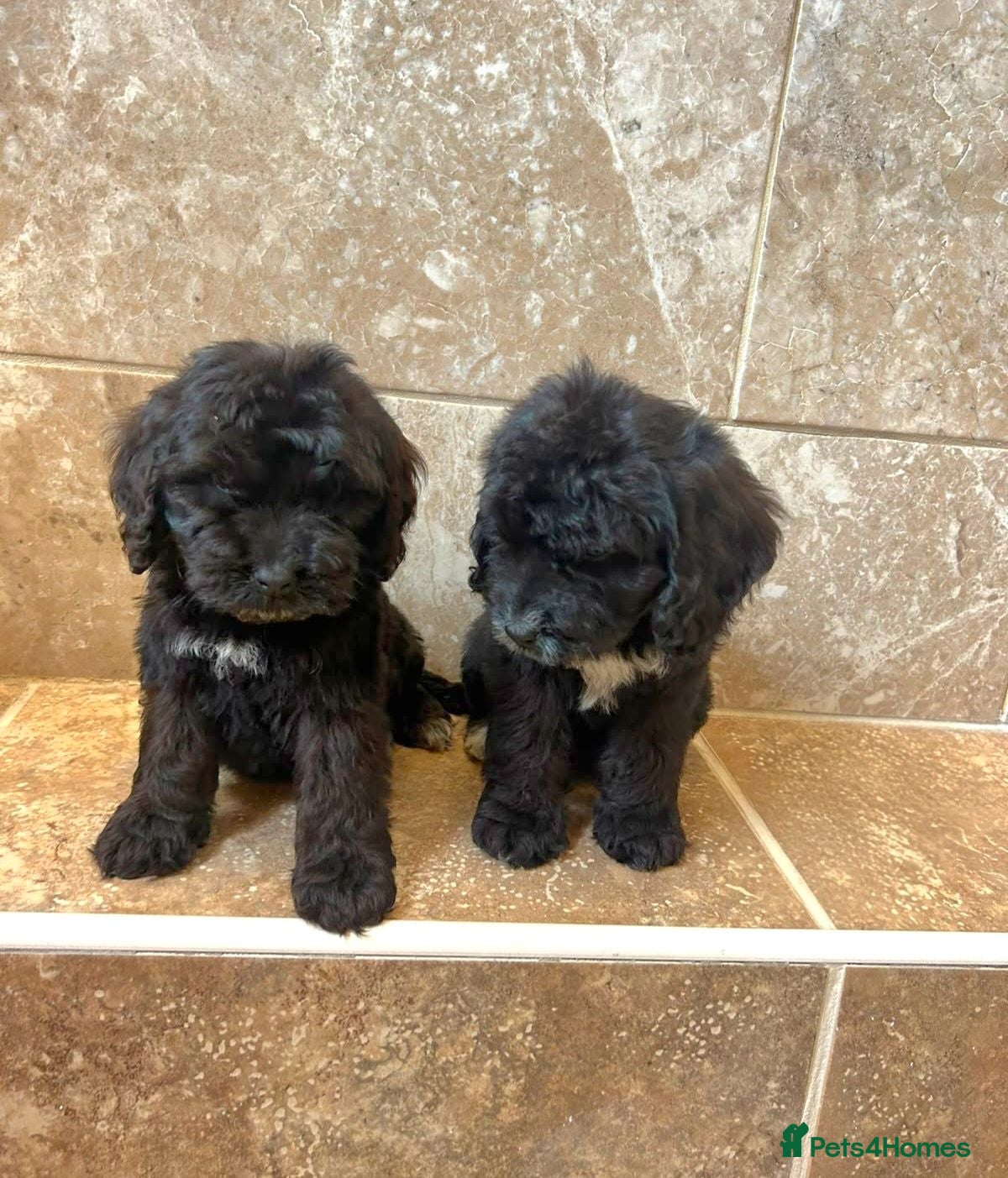 Cockapoo dogs Adorable cockapoo puppys READY NOW  - Advert 1