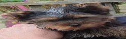 Yorkshire Terrier dogs for sale: Beautiful Yorkshire Terrier Girls - Advert 6