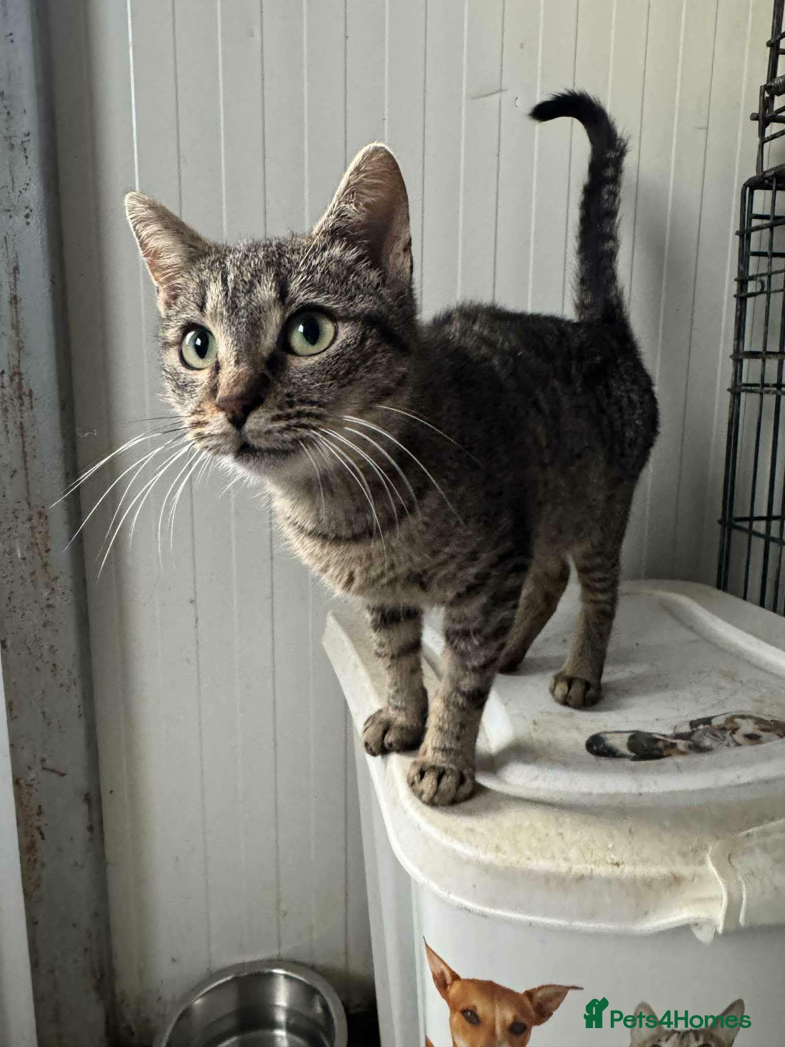 Mixed Breed cats Flo - Norwich Norfolk  - Advert 1