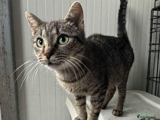 Mixed Breed cats Flo - Norwich Norfolk - Advert 11