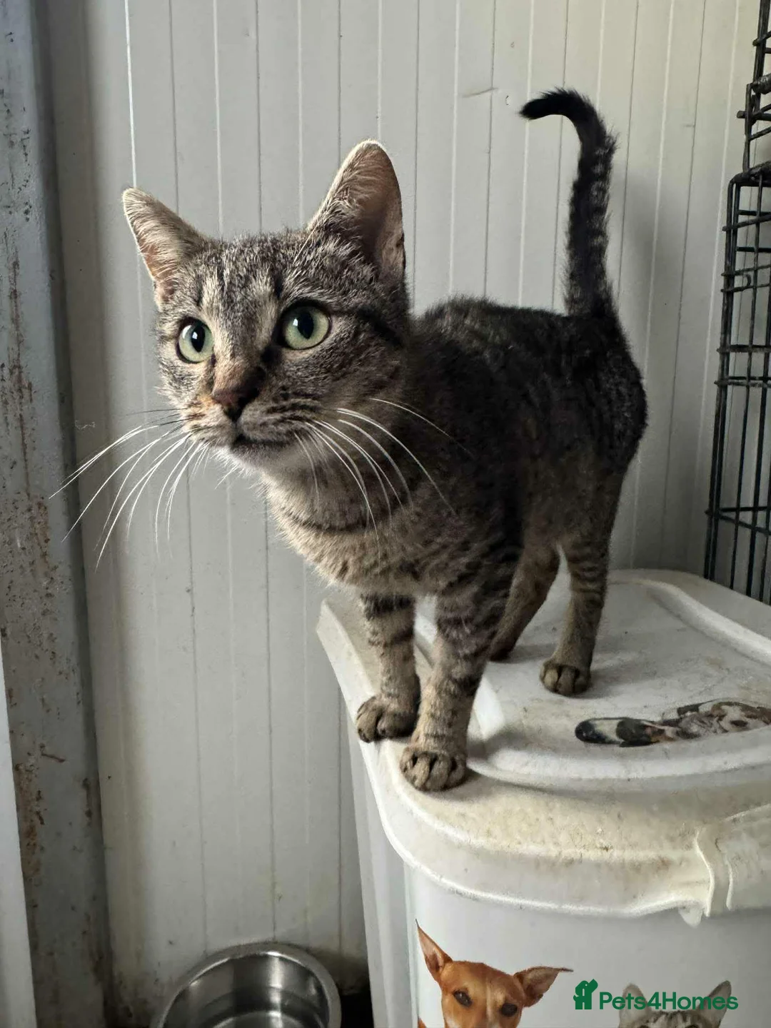 Mixed Breed cats for adoption: Flo - Norwich Norfolk  - Advert 1