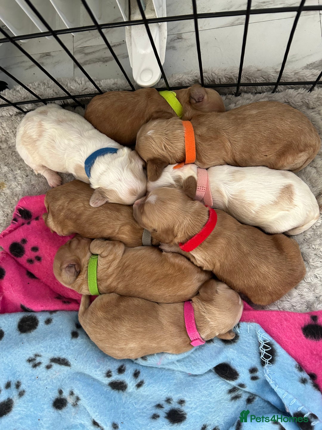 Mixed Breed dogs for sale: Apricot Cockapoo puppies ready to leave 6th march  - Advert 5