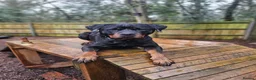 Rottweiler dogs for sale: Loyal Rottweiler Looking for Her Forever Home - Advert 2