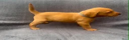 Labrador Retriever dogs for sale: working line Labrador retriever  - Advert 17