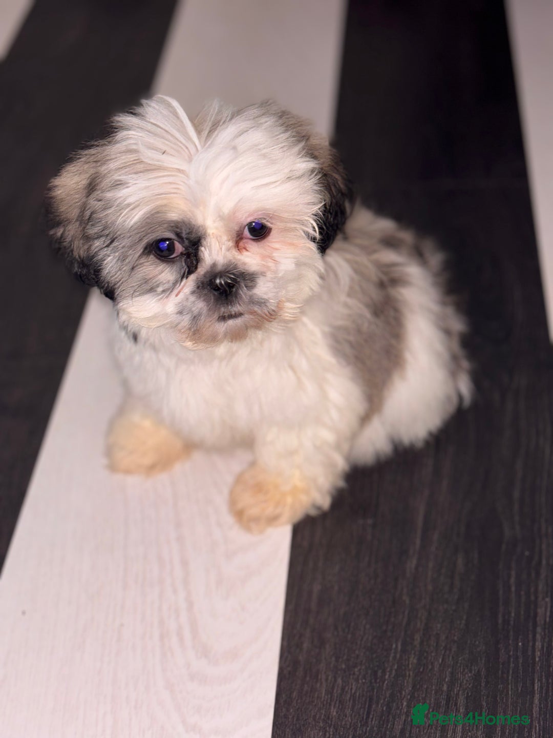 Shih Tzu dogs for sale: 4 beautiful shih tzu - Advert 7