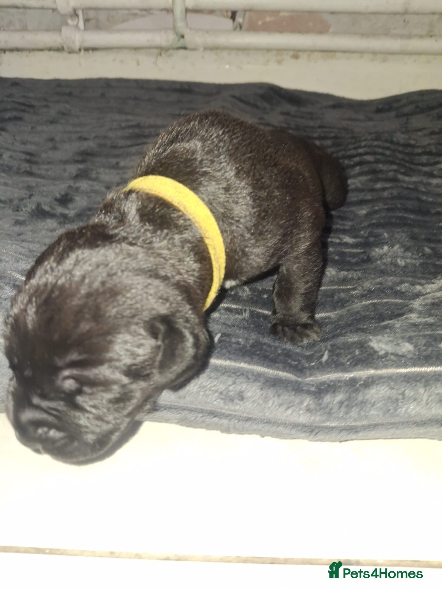 Cane Corso dogs Romanian Bloodline Cane Corso Puppies - Advert 1