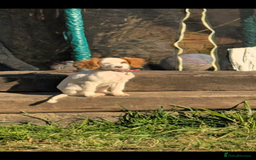 Cavapoo dogs for sale: Female cavalier puppy - Image 3