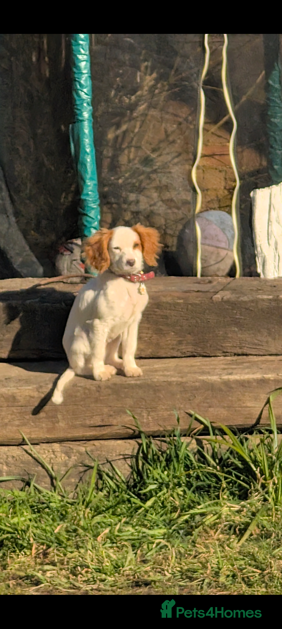Cavapoo dogs for sale: Female cavalier puppy - Image 3