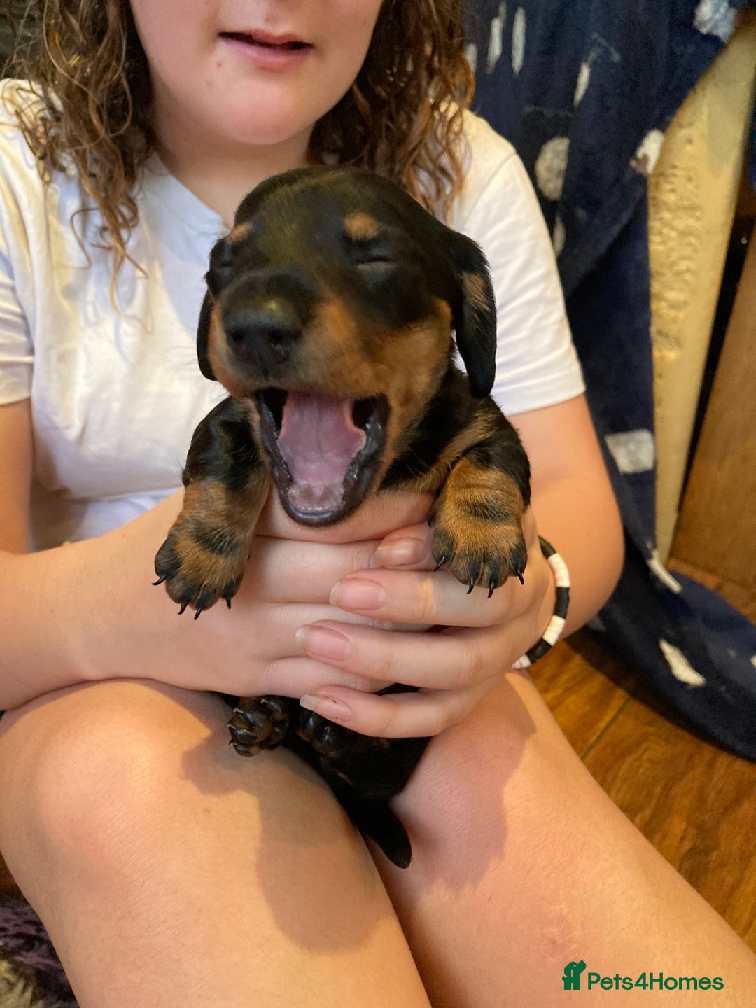 Dachshund dogs for sale: 2 miniature Dashhounds available  - Advert 18