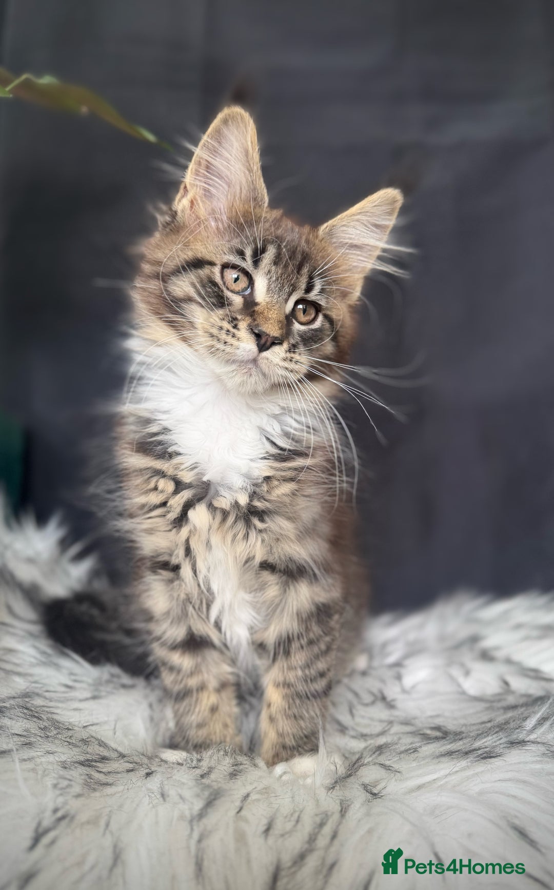Maine Coon cats for sale: Champions- Bloodline Purebred Maine Coon Kittens  - Image 8