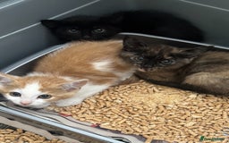 Mixed Breed cats for sale: Various kittens - Image 2