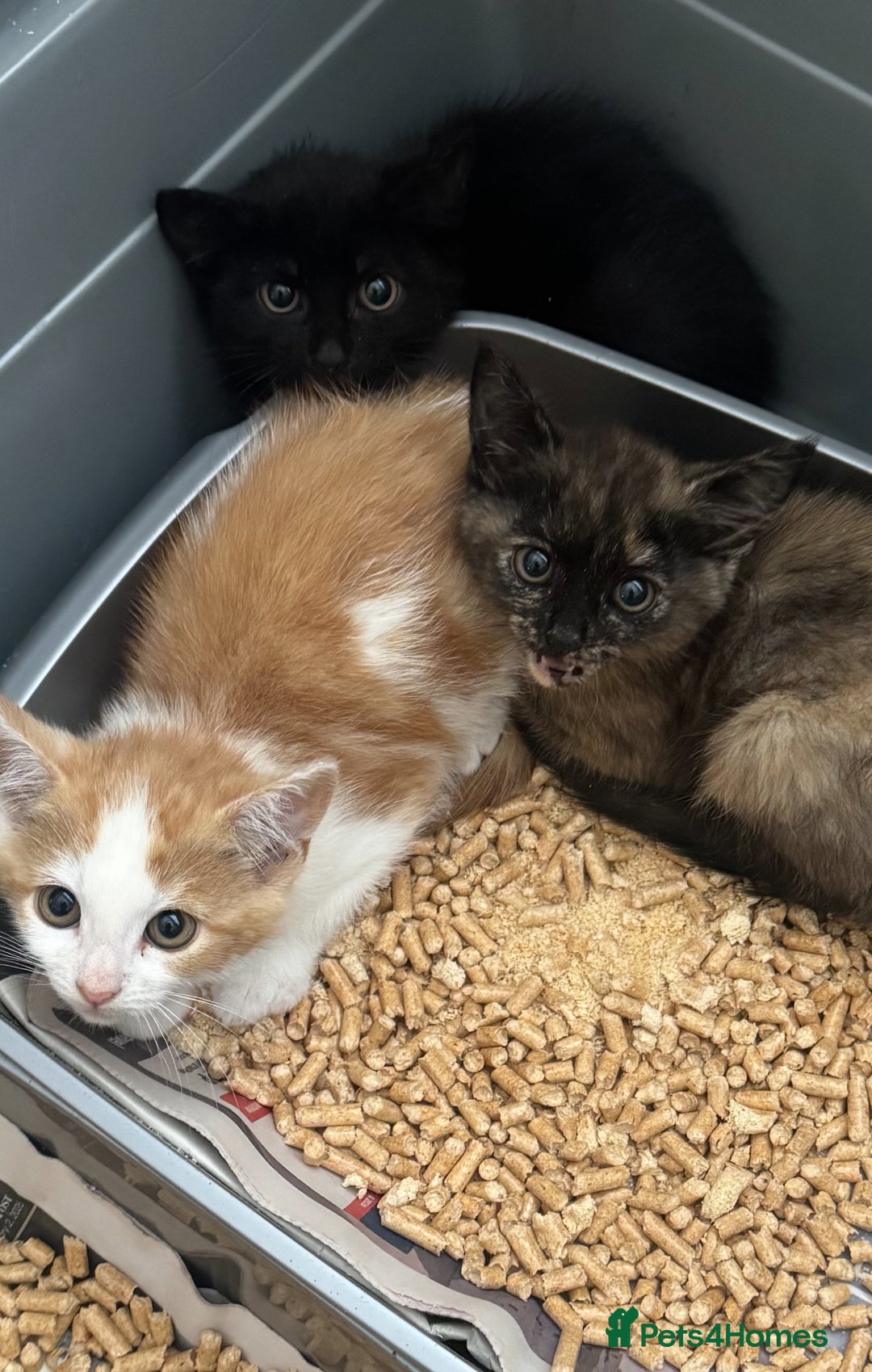 Mixed Breed cats for sale: Various kittens - Image 2