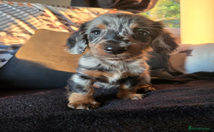 Miniature Dachshund dogs - Advert 2