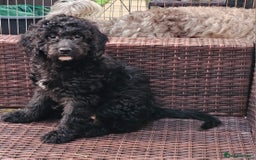 Cockapoo dogs for sale: Cockapoo Pups - Ready Now - Image 5