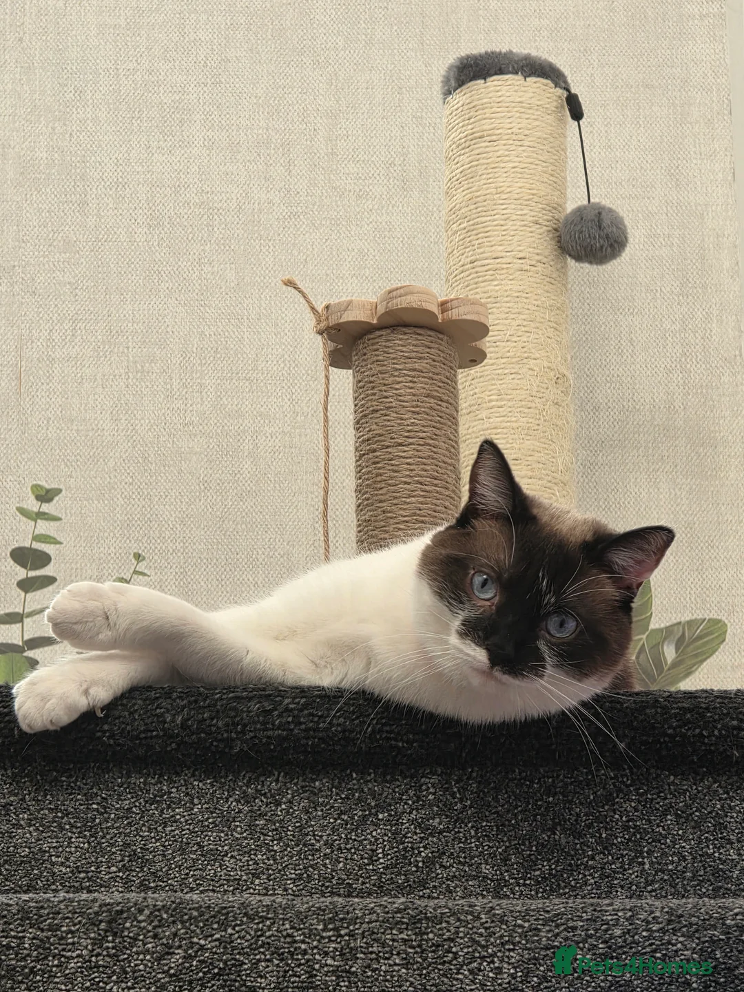 Mixed Breed cats for sale: 2 cats for sale - Advert 2