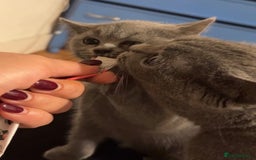 British Shorthair cats for sale: Beautiful British Shorthair 12 weeks - Image 7