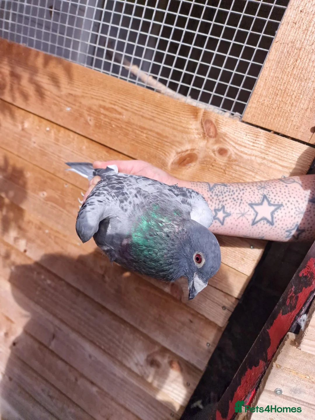 Pigeons birds for sale: Pigeons for sale - Advert 2