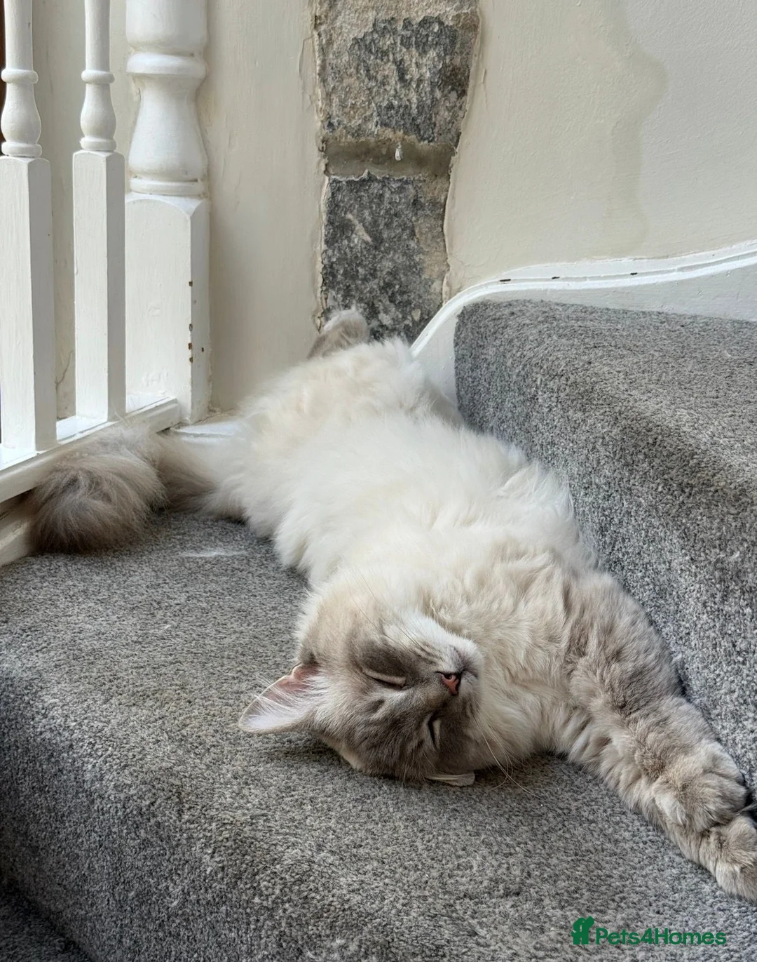 Ragdoll cats for sale: Beautiful Ragdoll Boy Looking For Forever Home. - Advert 5