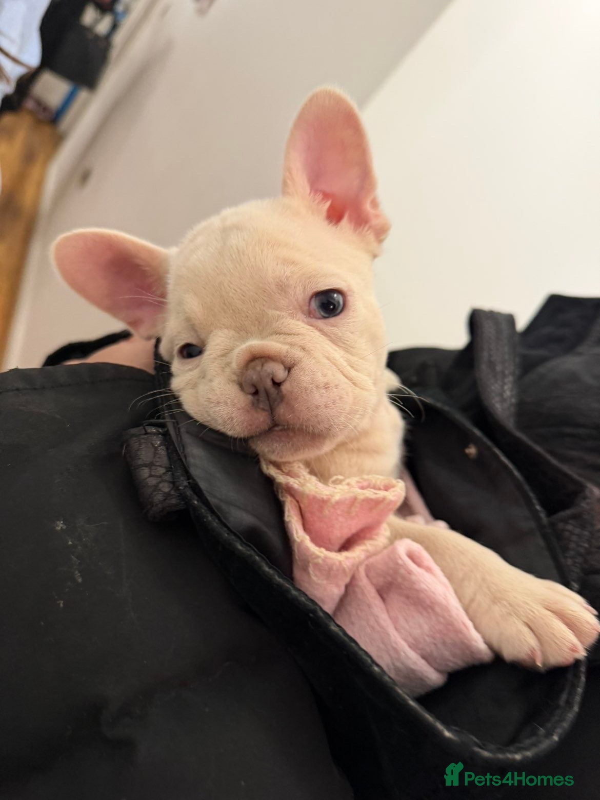 French Bulldog dogs French Bulldog Puppies For Sale❤️‍🔥🥰🤗 - Advert 17