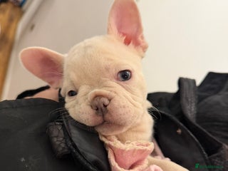 French Bulldog dogs French Bulldog Puppies For Sale❤️🔥🥰🤗 - Advert 19