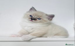 Ragdoll cats for sale: GCCF Family Reared Ragdoll Kittens - Image 2
