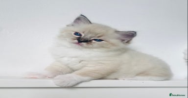 Ragdoll cats - Advert 10