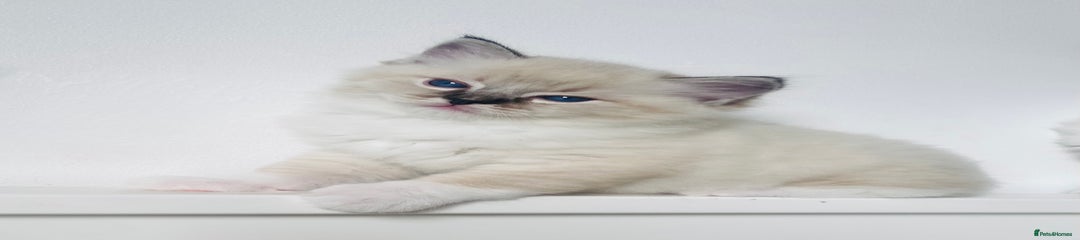 Ragdoll Kitten 4