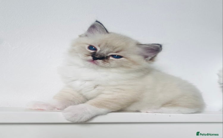 Ragdoll cats - Advert 10