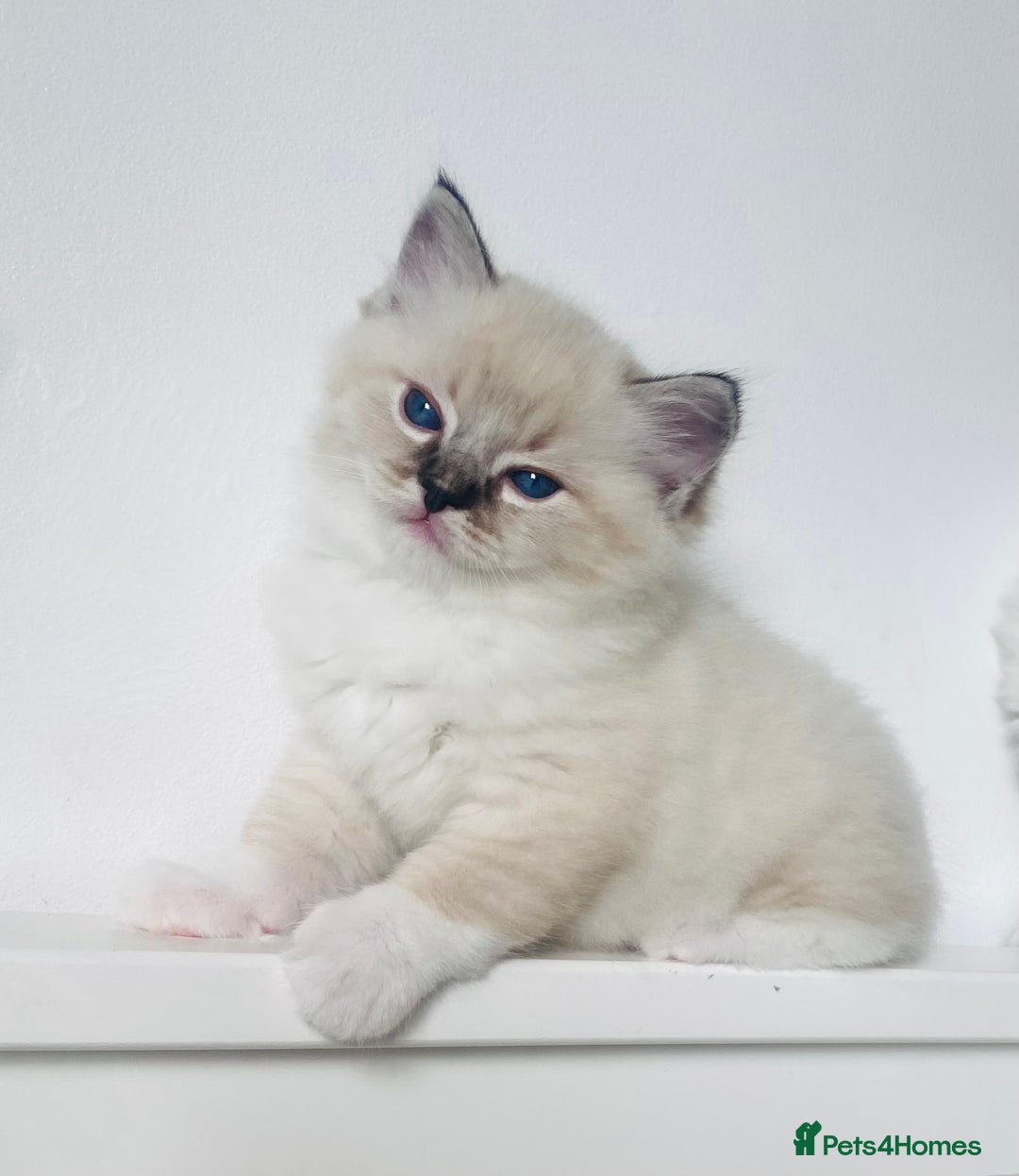Ragdoll cats for sale: GCCF Family Reared Ragdoll Kittens - Image 2