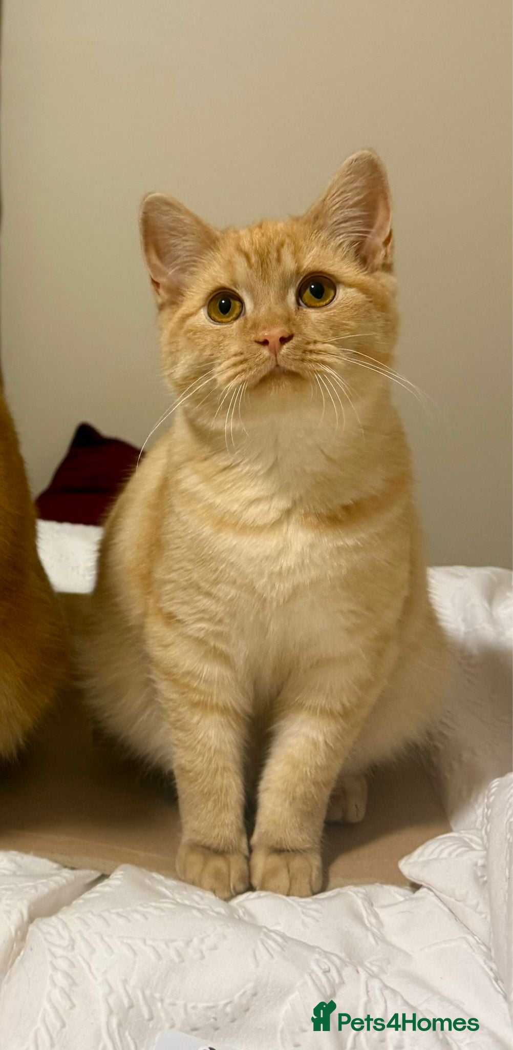 Mixed Breed cats Pale ginger male cat for re-homing. - Advert 2