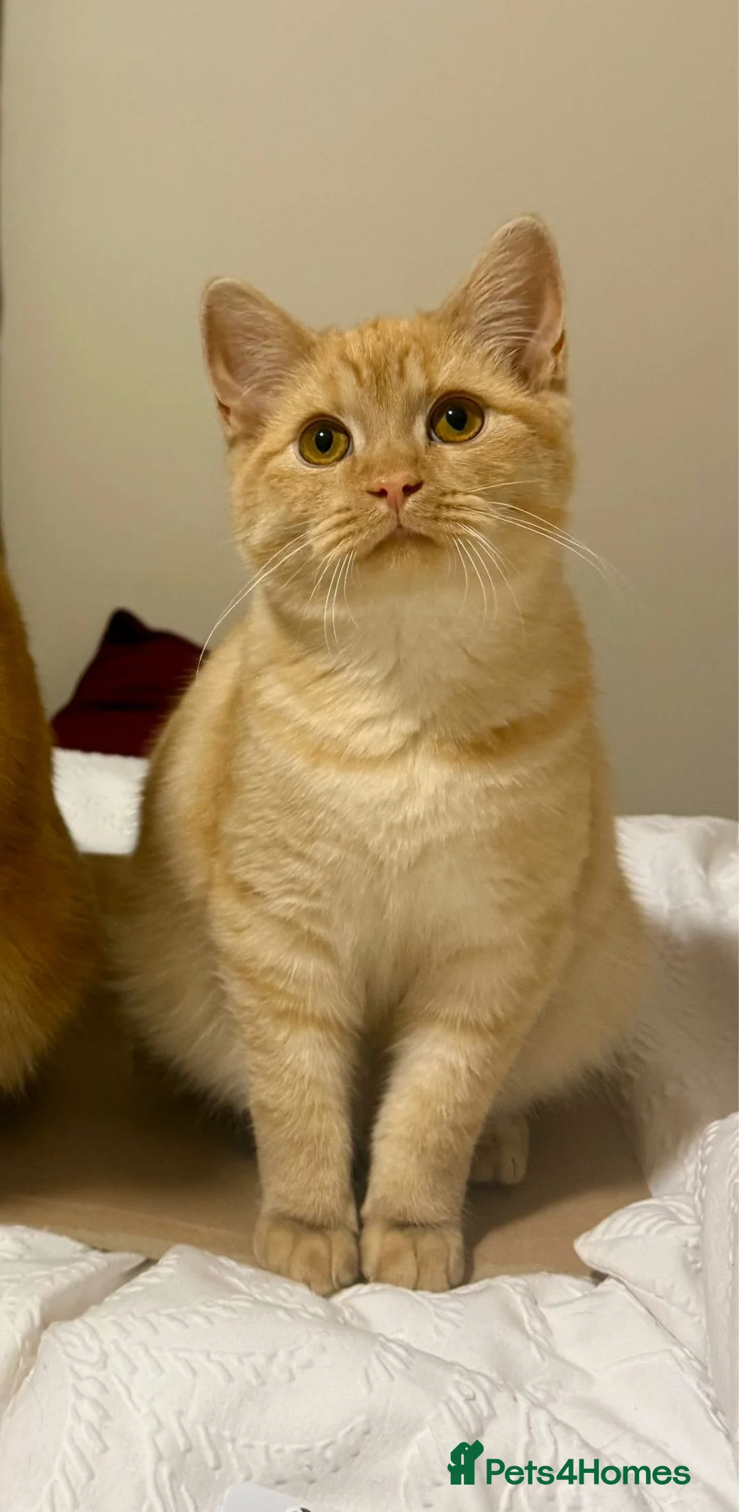 Mixed Breed cats for sale: Pale ginger male cat for re-homing. - Advert 1