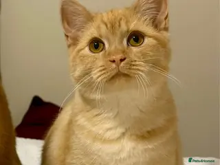 Mixed Breed cats Pale ginger male cat for re-homing. - Advert 2