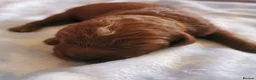 Cavapoo dogs for sale: Extensively health tested F1b Cavapoo puppies  - Advert 6