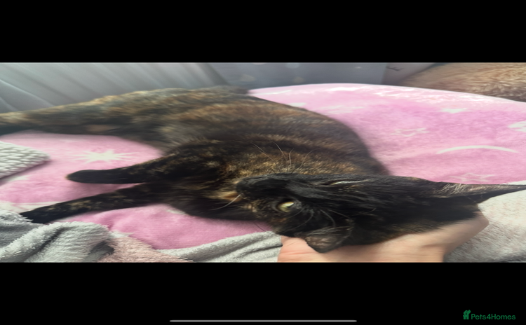 Domestic Shorthair cats Domestic Shorthair Cat - Advert 1