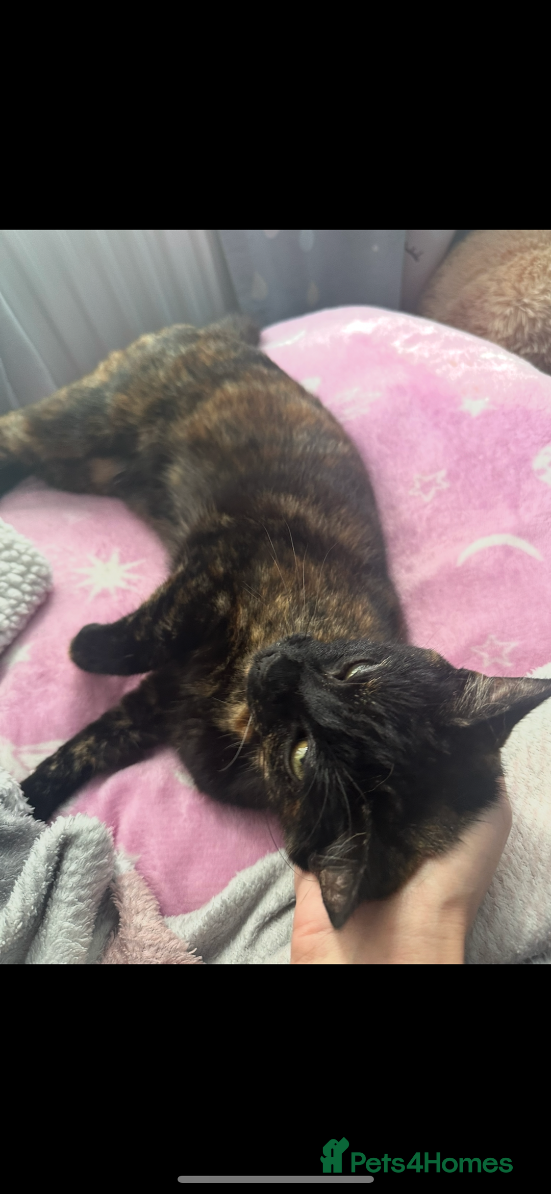 Domestic Shorthair cats for sale: Domestic Shorthair Cat - Advert 1