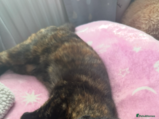 Domestic Shorthair cats Domestic Shorthair Cat - Advert 2