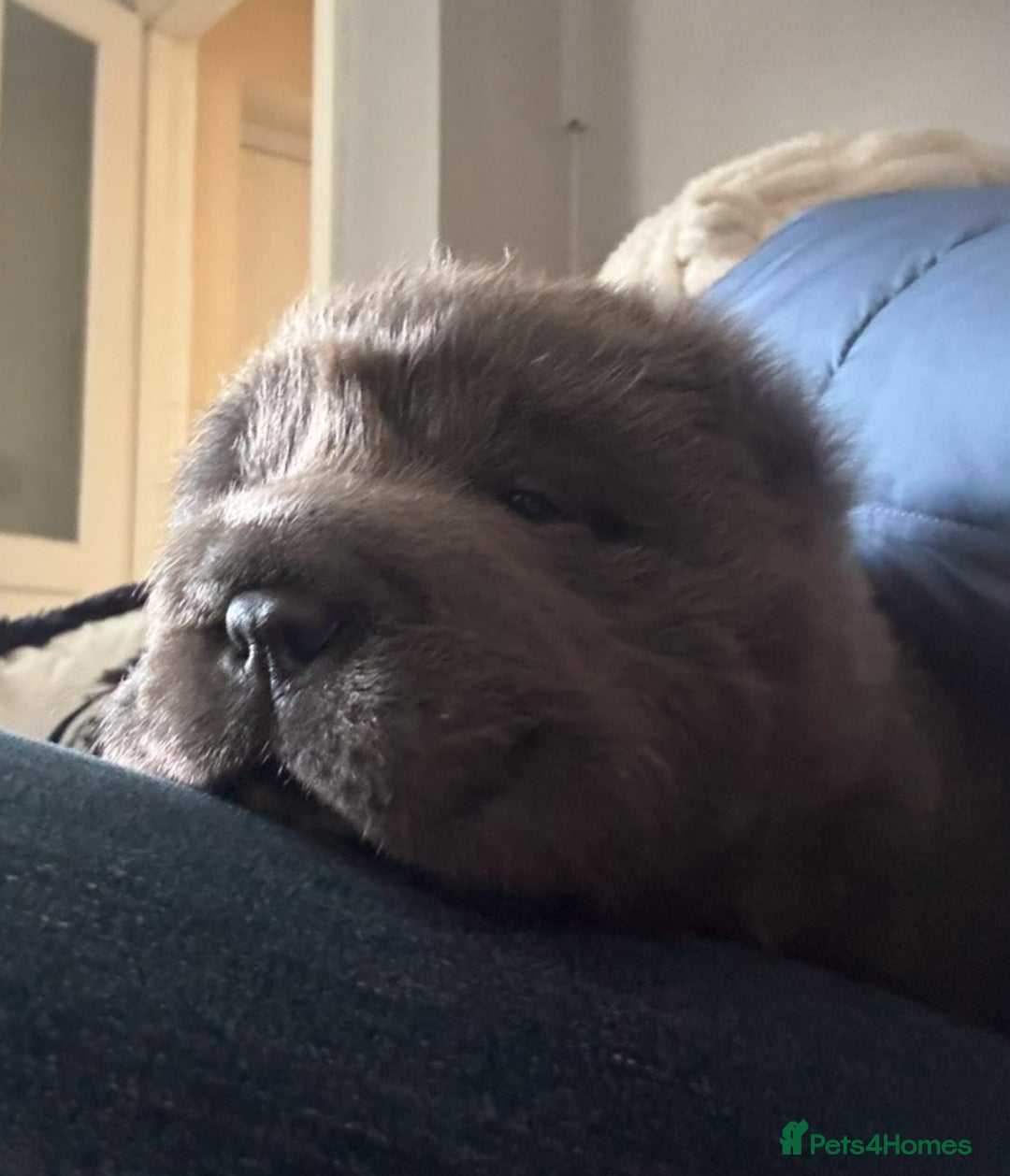 Shar Pei dogs for sale: Bear coat shar pei blue girl  - Advert 5