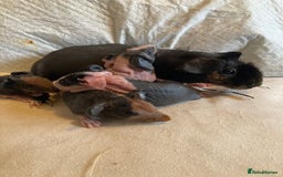 Guinea Pig rodents for sale: Well handled skinny pigs.  - Advert 14