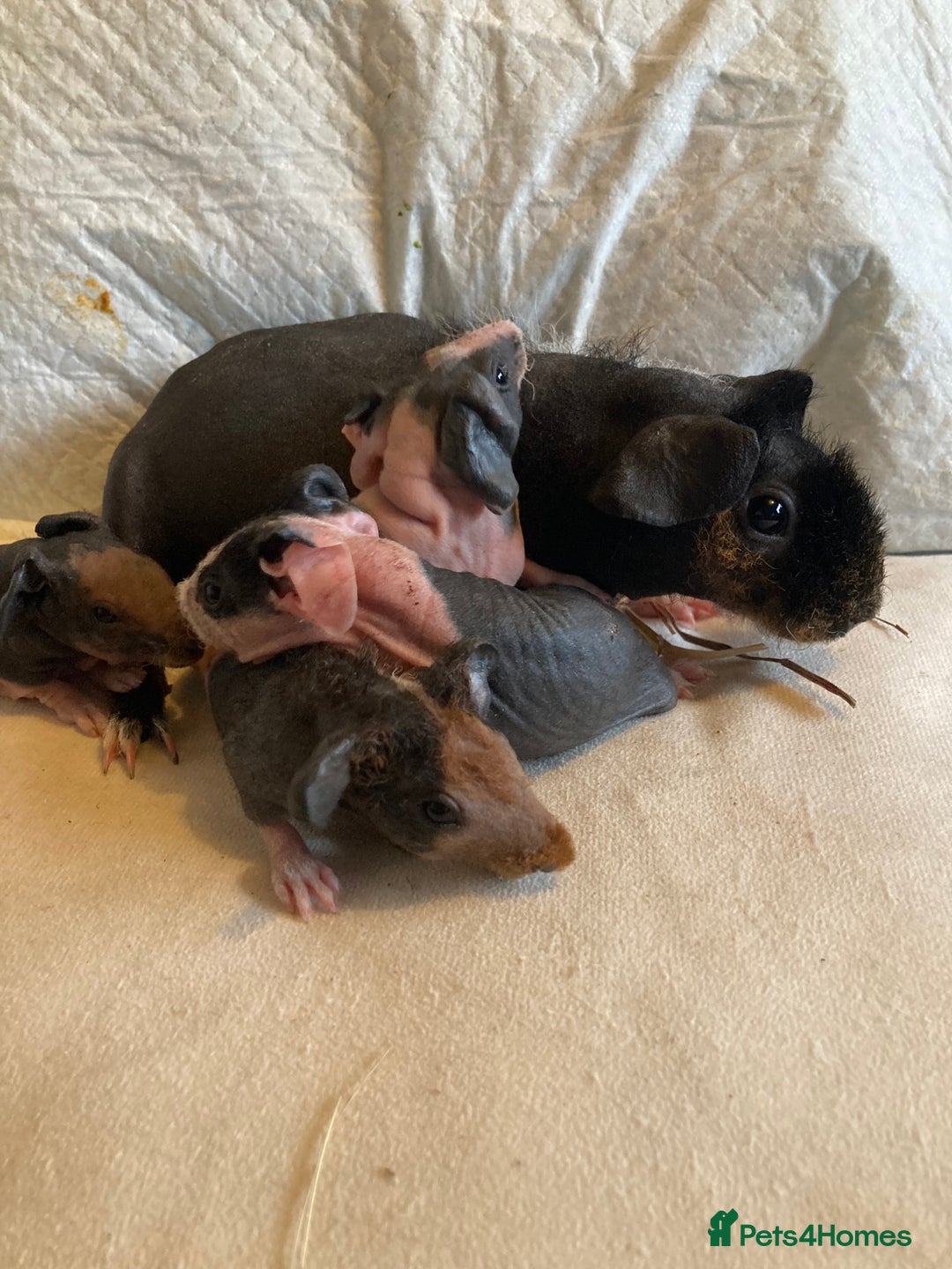 Guinea Pig rodents for sale: Well handled skinny pigs.  - Advert 14