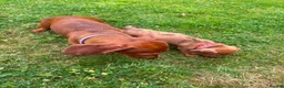Miniature Dachshund dogs for sale: Beautiful Miniature Dachshunds 🐾 in Wednesbury - Advert 8