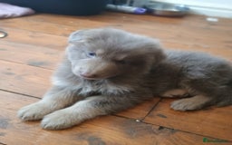 German Shepherd dogs for sale: 🌟ISABELLA GERMAN SHEPHERD PUPPIES 🌟 - Image 2