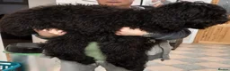 Goldendoodle dogs for sale: RENOWNED THERAPY DOG BREEDER Black Boy Available  - Advert 20