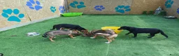 Mixed Breed dogs for adoption: 🐾🧡 ROCCO – A FRIENDLY BOY FULL OF CHARACTER 🧡🐾 - Advert 13