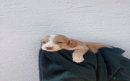 Cocker Spaniel dogs for sale: Cocker spaniel puppys - Image 8