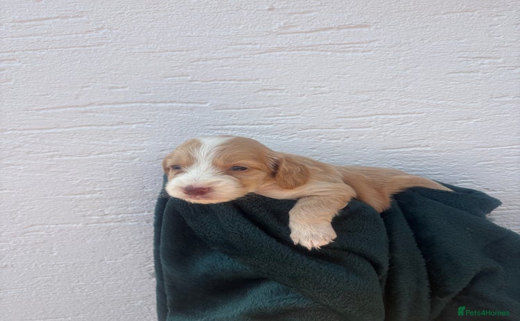 Cocker Spaniel dogs - Advert 10